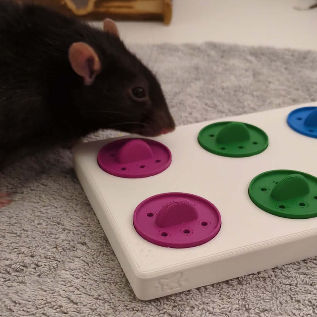 Rat exploring a large foraging puzzle toy with colorful removable treat lids.