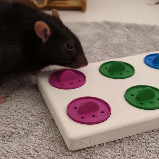Rat exploring a large foraging puzzle toy with colorful removable treat lids.